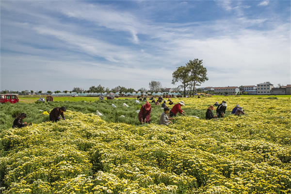 图说丨河南睢县：寒露时节采菊忙-环球资讯