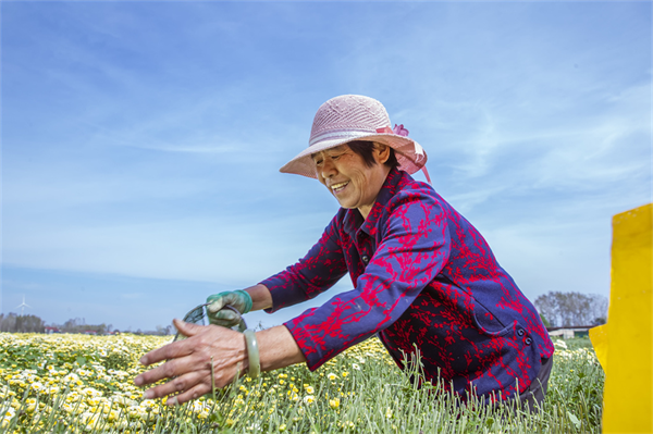 图说丨河南睢县：寒露时节采菊忙