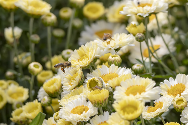 图说丨河南睢县：寒露时节采菊忙