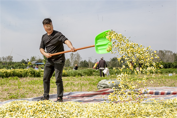 图说丨河南睢县：寒露时节采菊忙