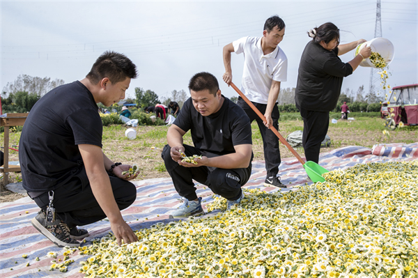 图说丨河南睢县：寒露时节采菊忙