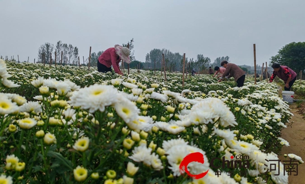 驻马店市驿城区诸市镇：菊花变身“致富花” 特色产业助振兴