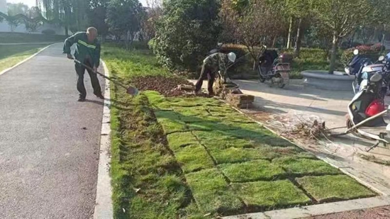 罗山县住建局园林绿化中心：秋季补植补栽 为城市增绿添彩