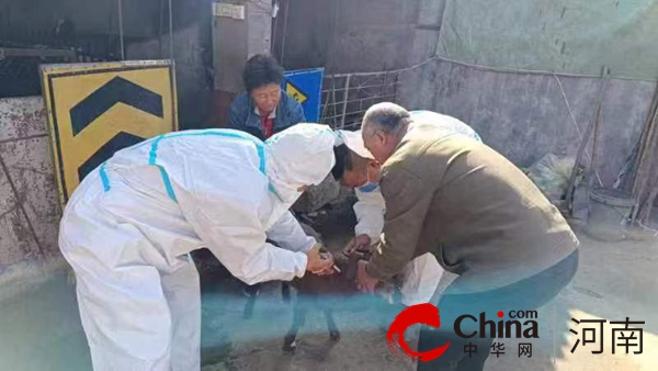 驻马店市驿城区朱古洞乡：打好秋季动物“防疫针” 织紧畜牧防疫“安全网”