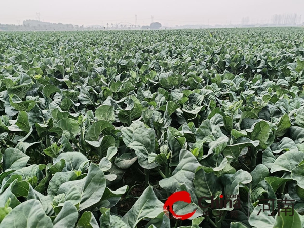 全球最新：河南省驻马店市驿城区水屯镇：甜菜心直供粤港澳 “致富苗”长遍田地间