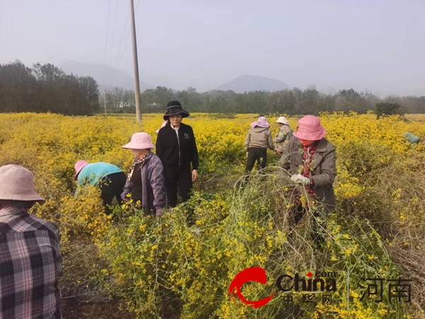 驻马店市驿城区朱古洞乡：药菊喜丰收乡村新图景