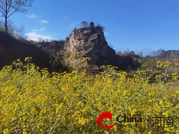 驻马店市驿城区朱古洞乡：药菊喜丰收乡村新图景