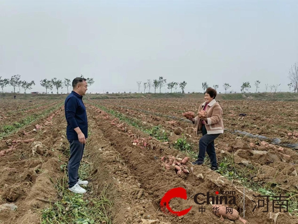 【报资讯】泌阳县泰山庙镇：烟薯套种大丰收 走好增收致富路