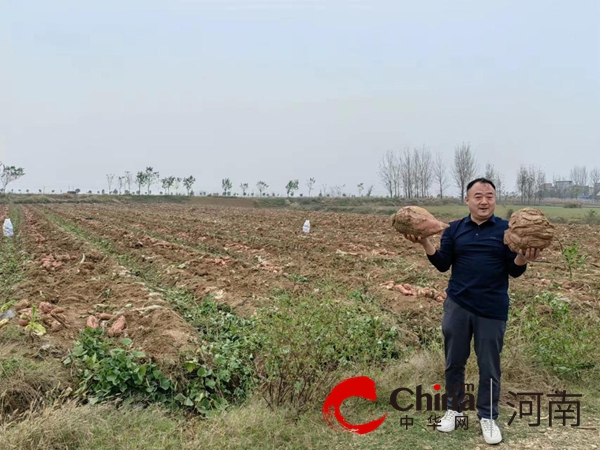 泌阳县泰山庙镇：烟薯套种大丰收 走好增收致富路