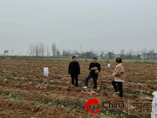泌阳县泰山庙镇：烟薯套种大丰收 走好增收致富路