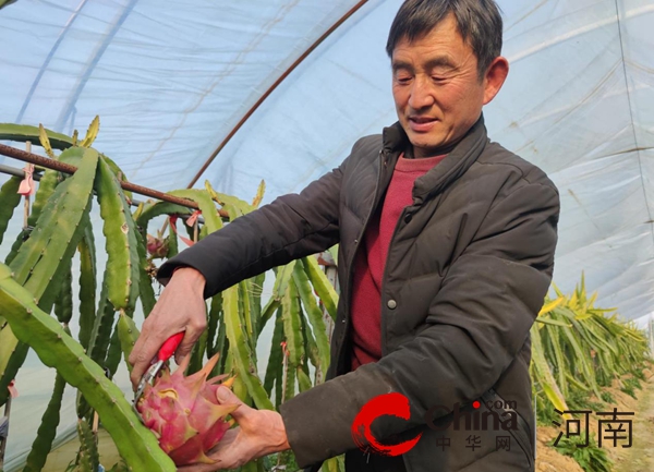 泌阳县花园街道：特色种植拓宽乡村振兴幸福路