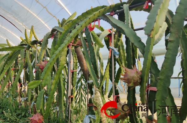 泌阳县花园街道：特色种植拓宽乡村振兴幸福路
