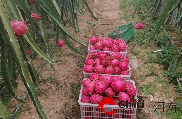 泌阳县花园街道：特色种植拓宽乡村振兴幸福路