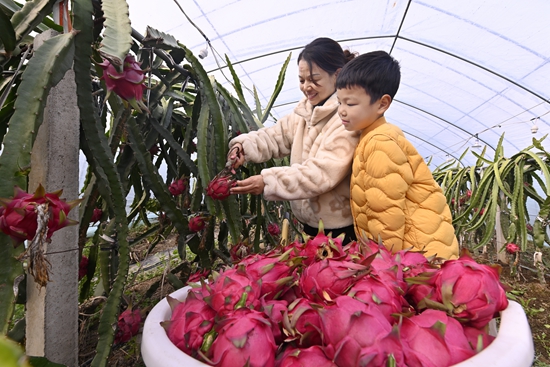 ​新县：火龙果“甜蜜”上市