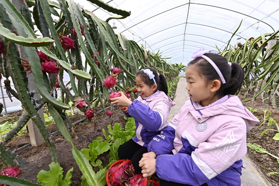 ​新县：火龙果“甜蜜”上市