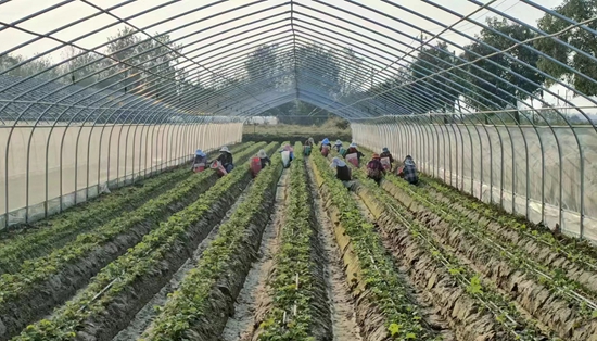 全球看热讯：​罗山：聚焦草莓产业 开启“莓”好生活