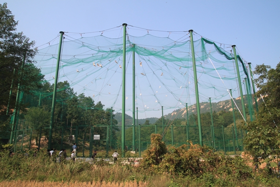 ​董寨朱鹮野化放飞十周年 豫南大别山区闯下一片天