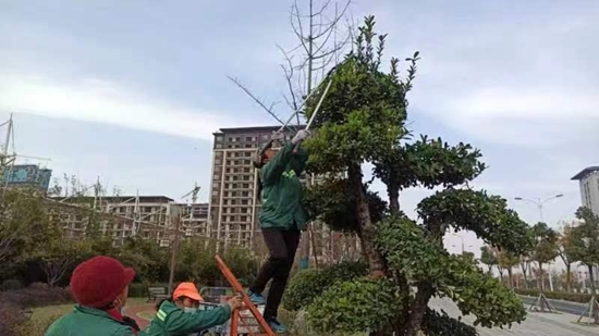 罗山县园林绿化中心：精细管理促提升 冬季园林养护正当时 天天视讯