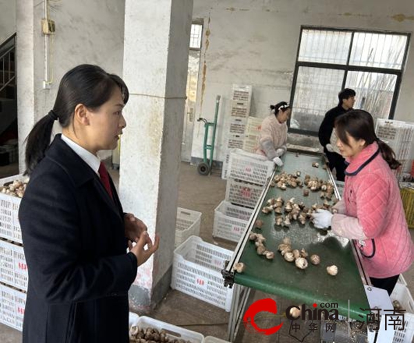 泌阳县人民法院【枫桥法庭创建】香菇产业巡回法庭常态化走访巩固诉源治理成效
