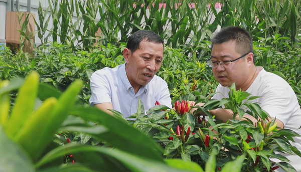 河南柘城：科技特派员送“技”下乡 天天速读
