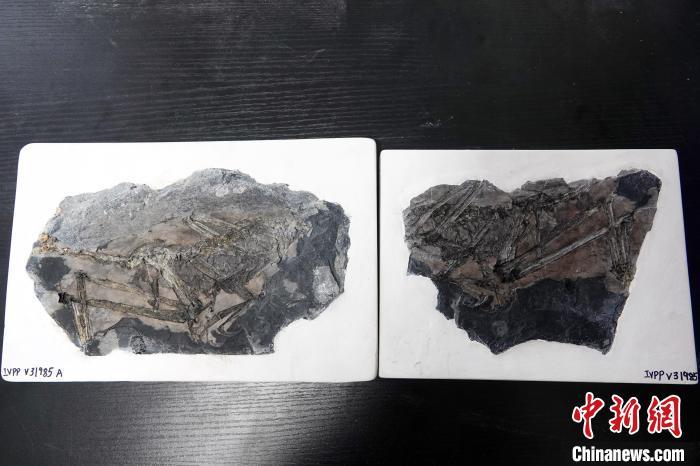 中国新发现约1.5亿年前鸟翼类恐龙“奇异福建龙”-每日速读