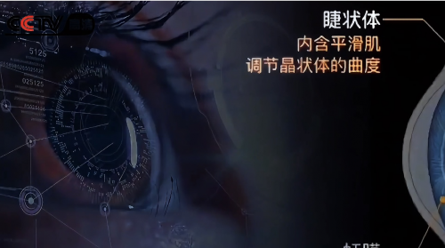 视力养护者——臻视伦