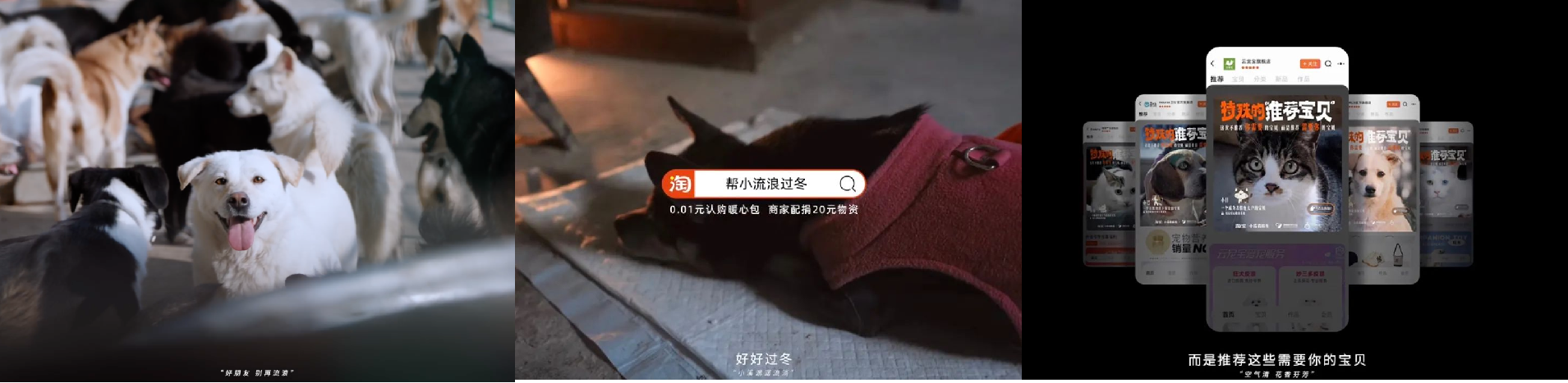 「特殊的推荐宝贝」：为小流浪汇聚每一分暖意