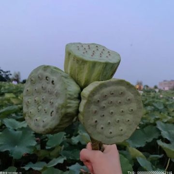 生姜是姜的哪个部位?生姜的功效与作用是什么?