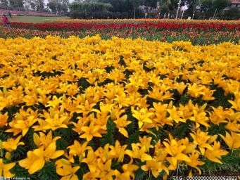 如何在温室中种植和管理哈密瓜?大棚哈密瓜怎么种?