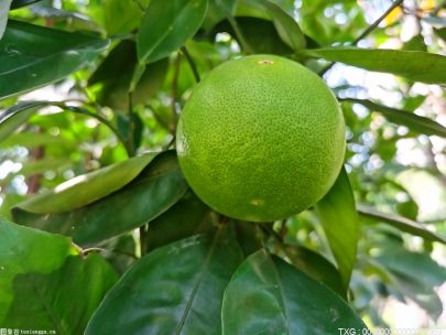 节瓜的特征特性有哪些?节瓜的栽培技术要点是什么? 世界资讯