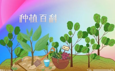 蟹爪兰是兰花吗？蟹爪兰的花语是什么？